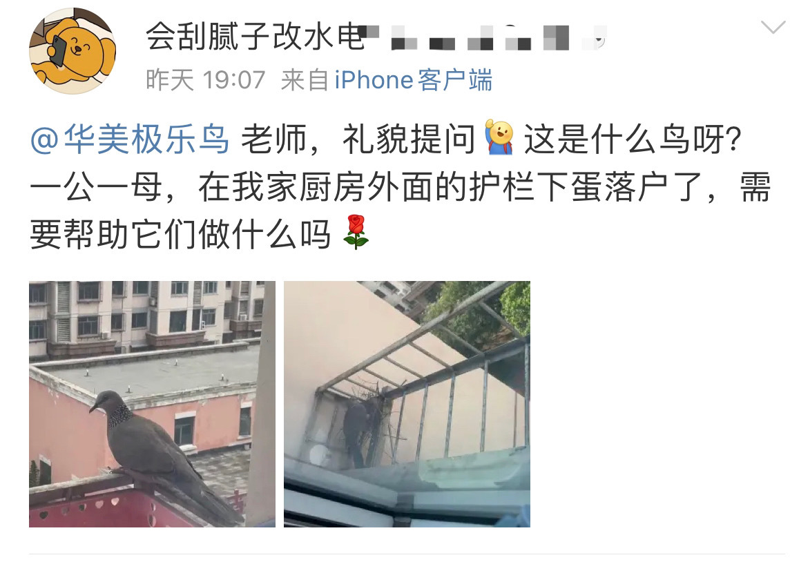 #鸟粉投稿# 护栏上随地大小蛋的珠颈斑鸠不干预它们就是最好的保护（这个户型在这个