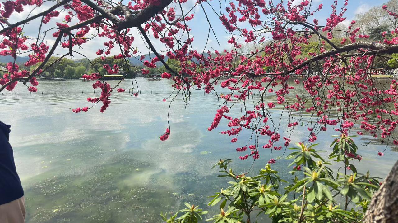 今天终于去孤山抢了几个杭州春天的镜头。以前一直推崇西湖边的粉色桃花，今天在西泠桥