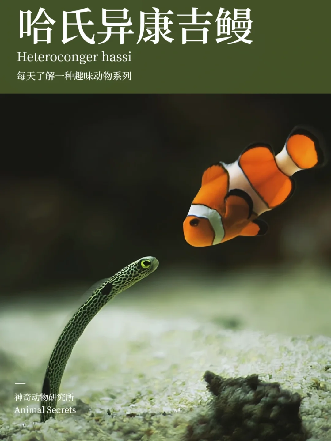 每天了解一种趣味动物👀哈氏异康吉鳗