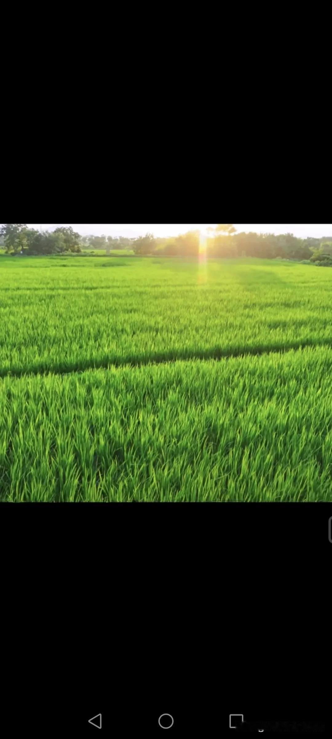 《鉴洋湖夏韵》
 
稻浪漫过天际线
锋芒在风里舒展
新穗坠着清甜
浸透整个夏天