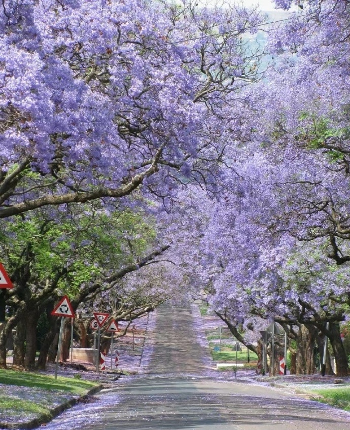 “ 繁花拥挤度三春，独有蓝楹接夏英 ...” 