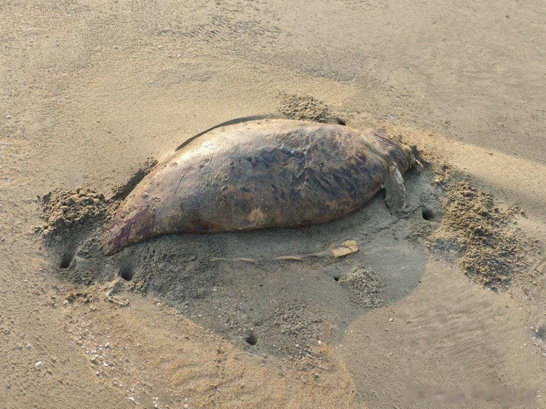 湛江疑似儒艮尸体实为江豚，小时候就学到这种号称美人鱼，但是一点都不美的儒艮！！结