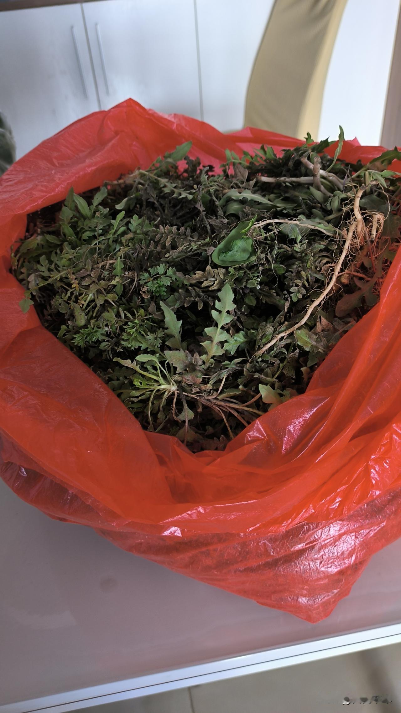 挖荠菜
眼下正值挖荠菜的时节。用韭菜刀子挖荠菜比挑刀子更合适，能避免长时间挖掘导