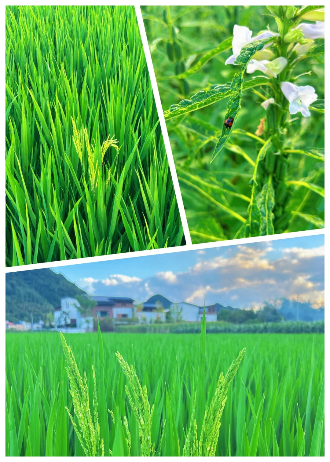 🌿夏日乡野漫游·治愈系小时光🌿