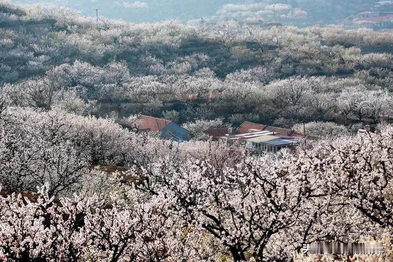 杏花天

作者：卢炳

镂冰翦玉工夫费。做六出、飞花乱坠，舞风情态谁相似。算只有