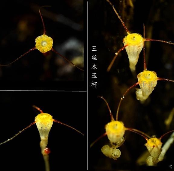 1382.葡萄美酒夜光杯，欲饮琵琶马上催。植物 ​​​
