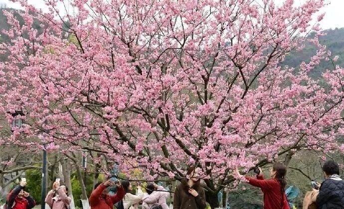 杭州官宣入春 比常年提前半个月 ​​​