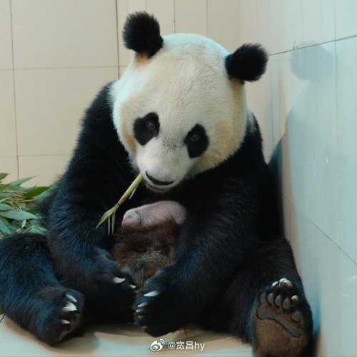 中国又多了一头大熊猫熊猫宝宝🐼 西安·华严寺