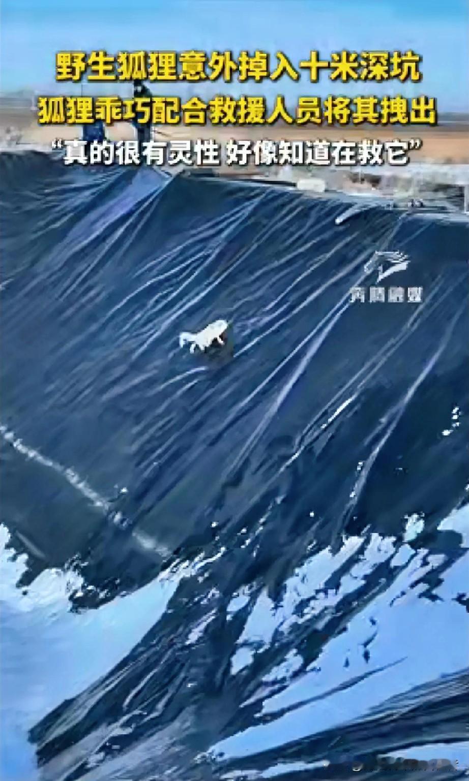 “科学解释不清了！”内蒙古，一只野生狐狸意外掉入10米深坑，当救援人员放下长布时