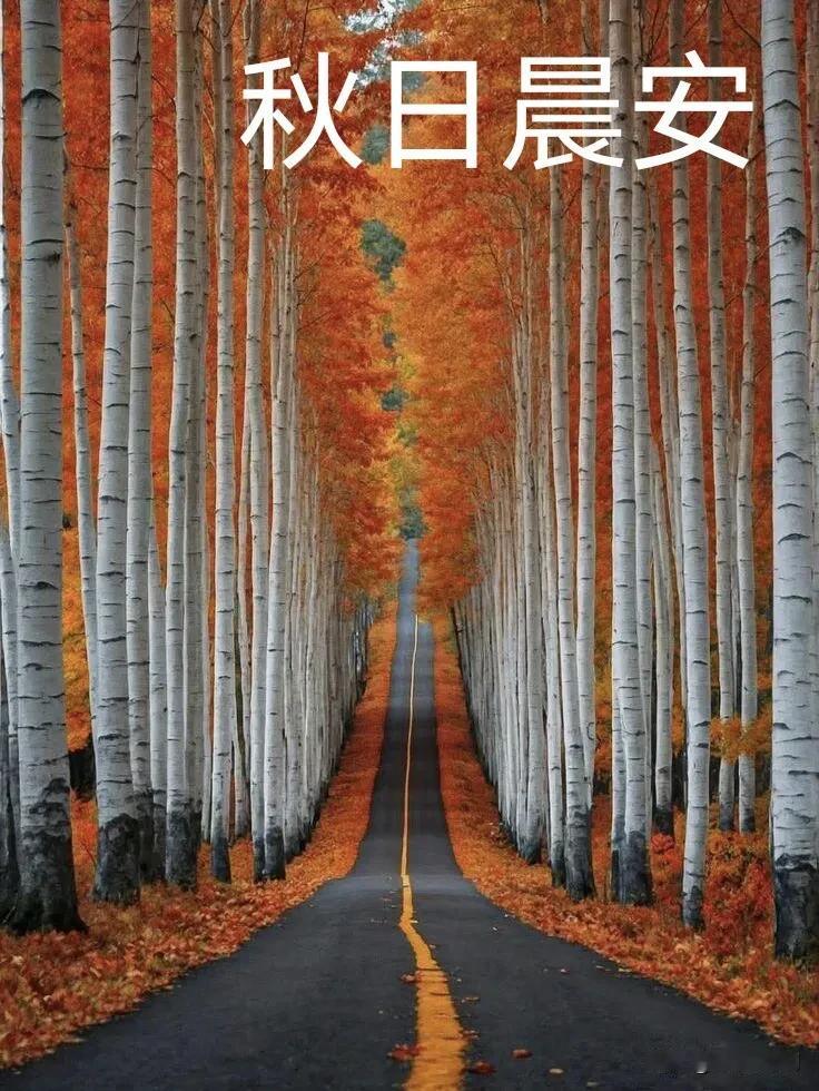 白桦迎晓色，红叶铺长路，秋日晨安，愿前路坦途安康