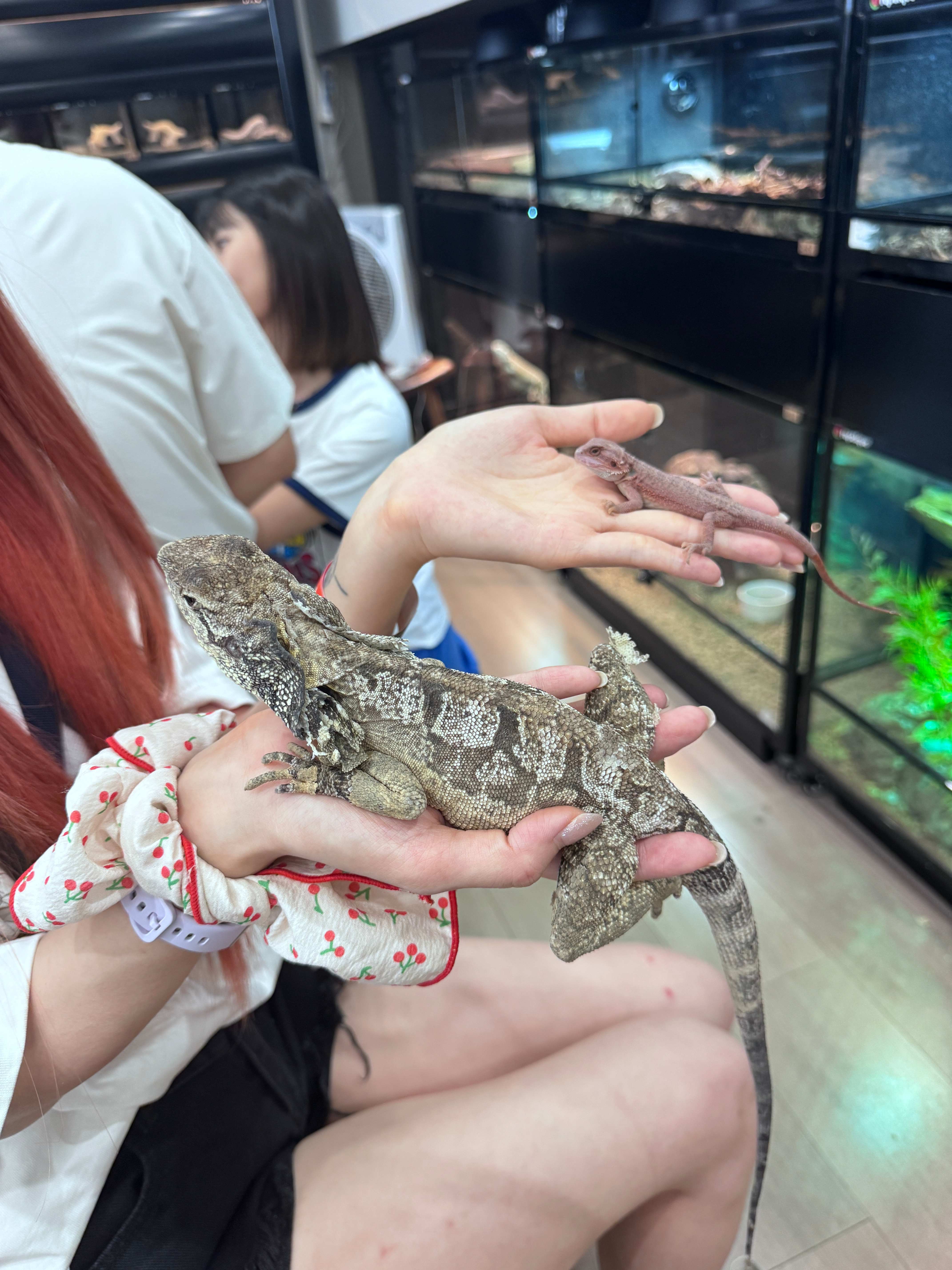 我又买新宠物了………小鬃狮蜥和伞蜥鬃狮蜥是小宝宝，伞蜥是小朋友之后可以放咖啡店！