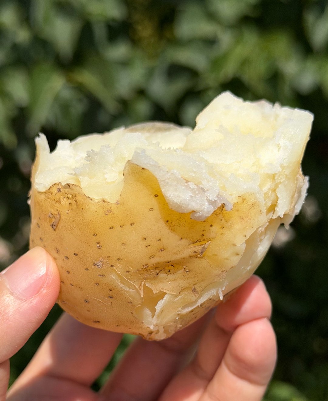 超棒的煮土豆和土豆宽粉，直接就在田边吃起来了万千气象看陇原