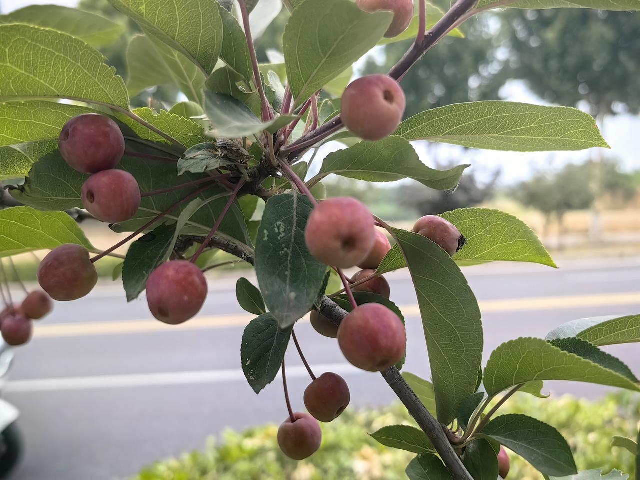 清晨散步时，路过路旁的绿化带，只见里面生长着许多植物，它们结出的果实小巧玲珑，色