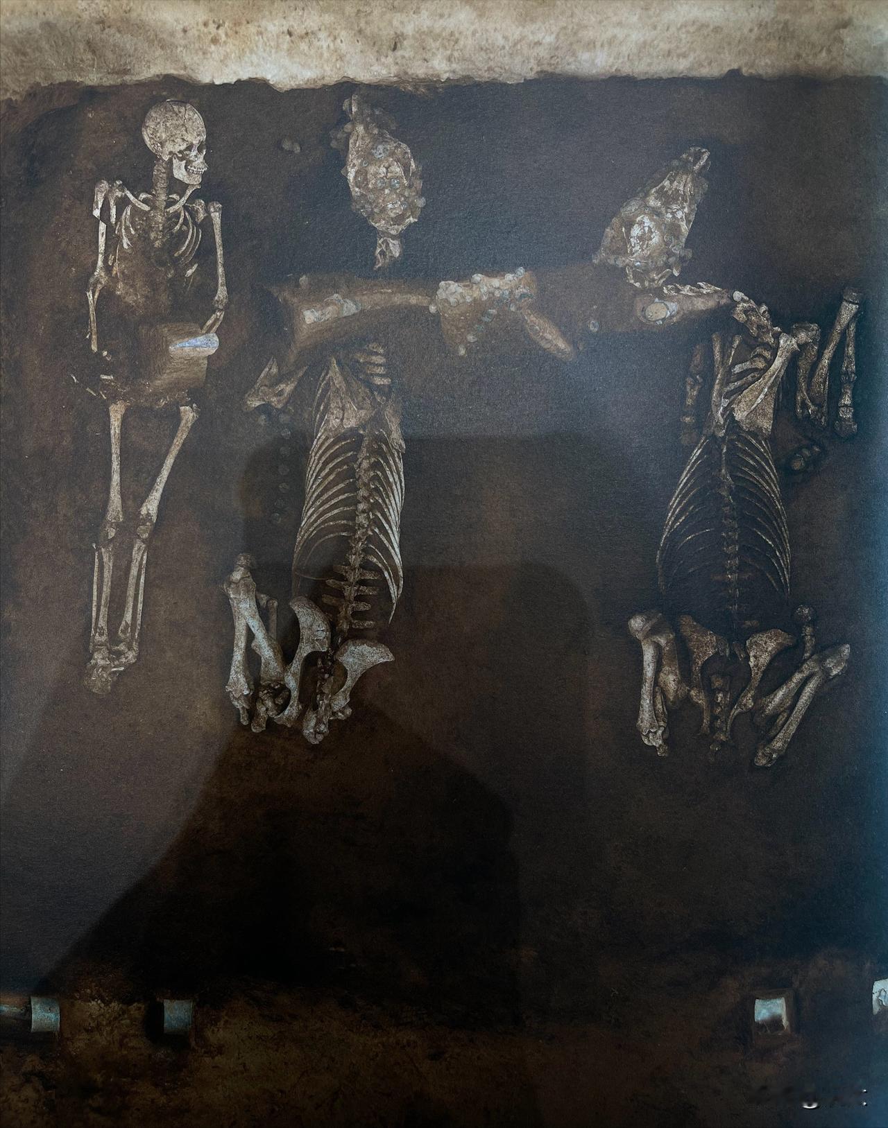 商代的车马坑，两匹马有可能是被直接捶死的，两匹马的头部顶骨正中都有明显的钝器锤砸