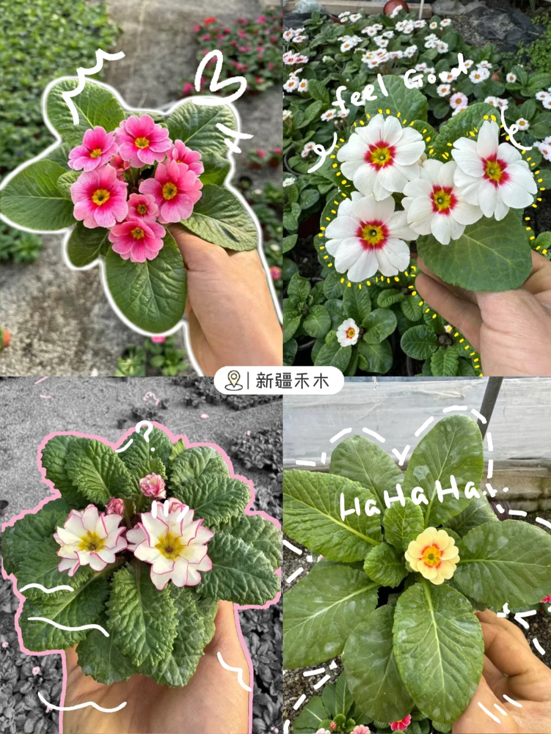 42款报春花，可以开大半年