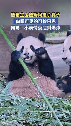 被亲妈“截胡”竹子，熊猫宝宝委屈到缩成一团
 
熊猫宝宝好不容易抱到一根鲜嫩的大