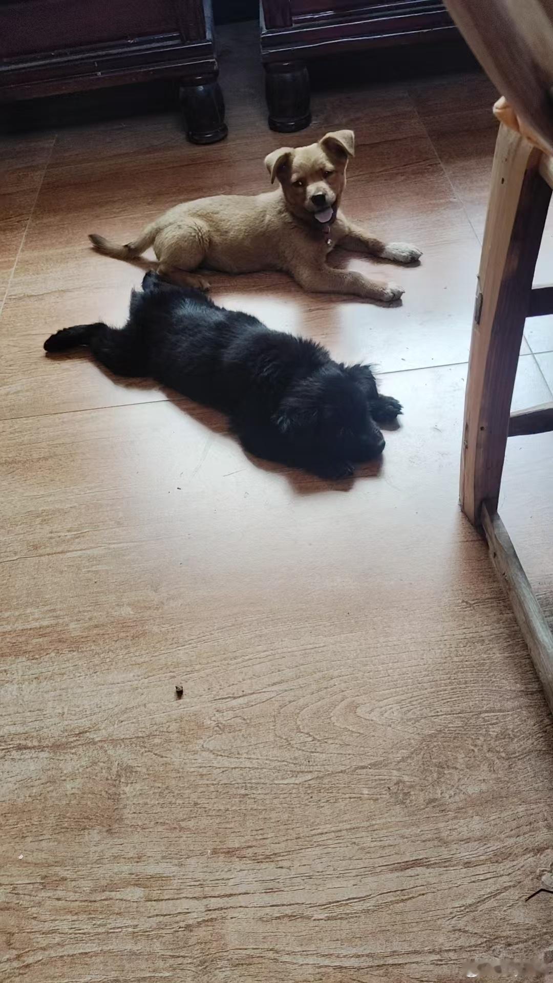 我下辈子想当一条快乐小狗🐕 