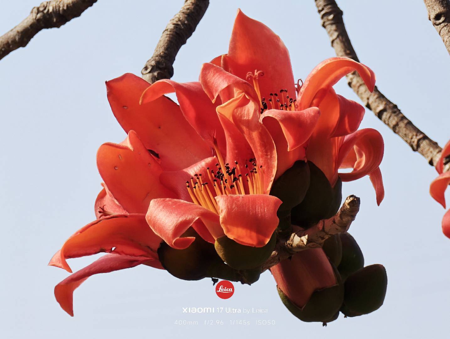 攀枝花的花蕊炒腊肉安排上了神不神？ 