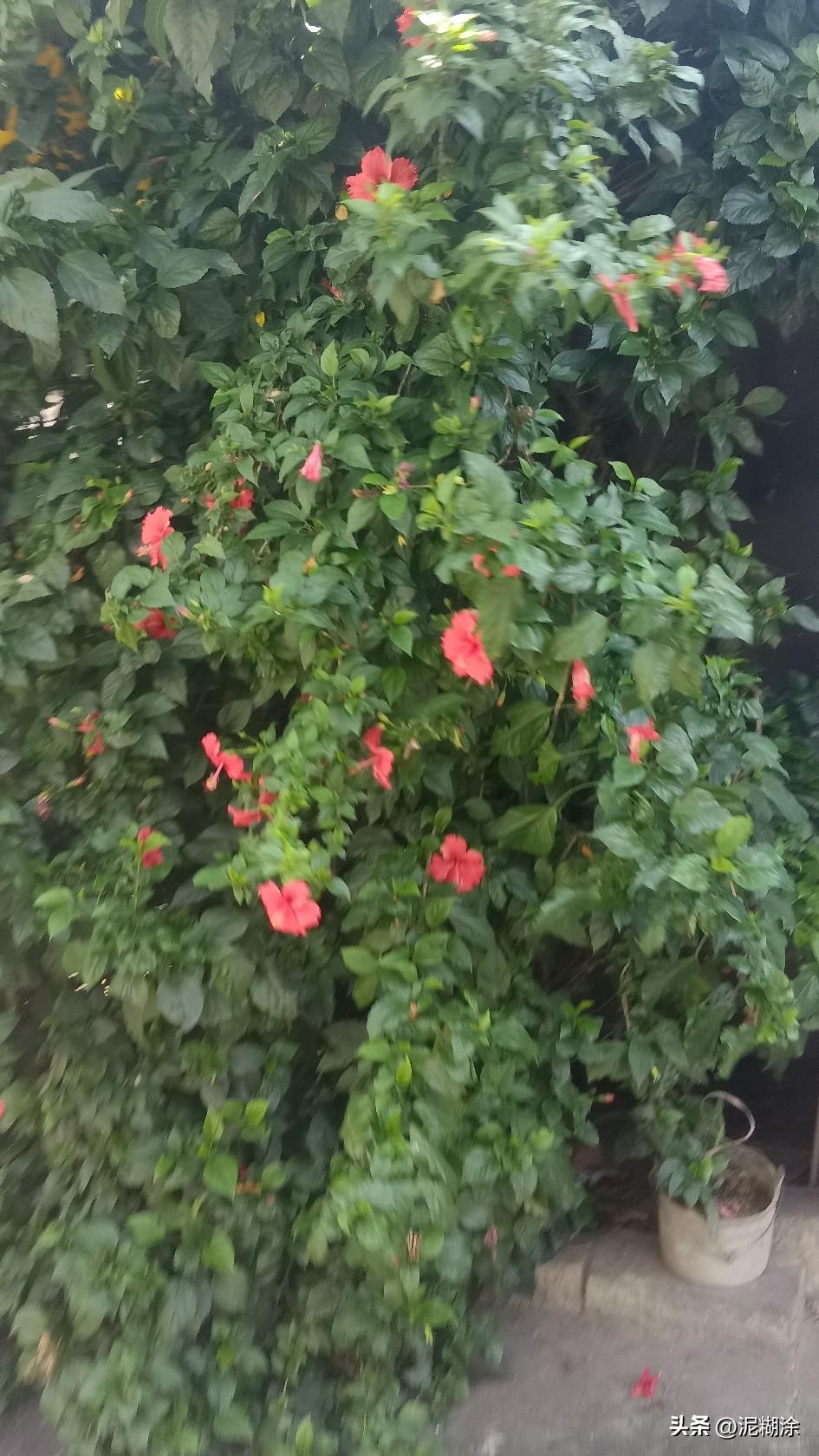 天天上下班都要从这堆花旁边过，就是这一丛朱槿（扶桑花），红红火火开了好久。
看多