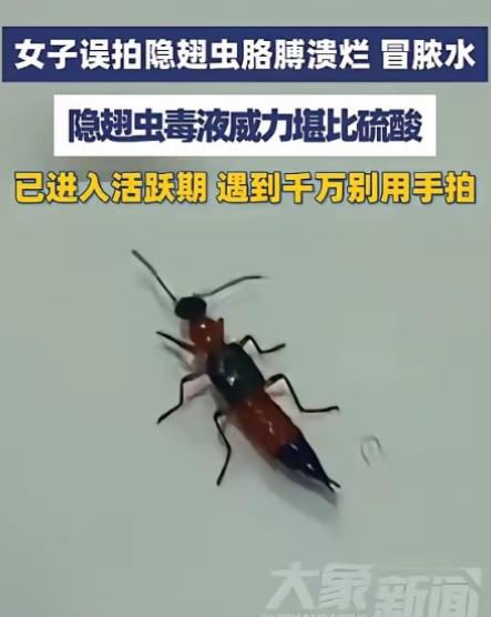 “悲剧还是发生了！”浙江义乌，女子见窗边黑红小虫随手拍死，两三天后手臂红肿溃烂、