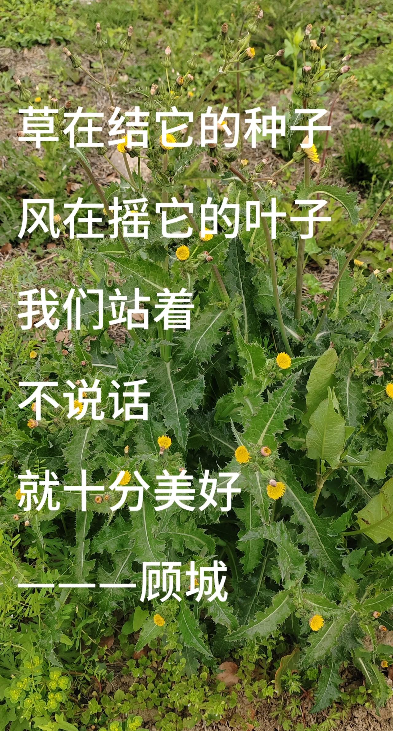 是把汹涌心事，压成眼底一汪静湖
是明明朝思暮想，却只敢远远驻足
是话到唇边又咽回