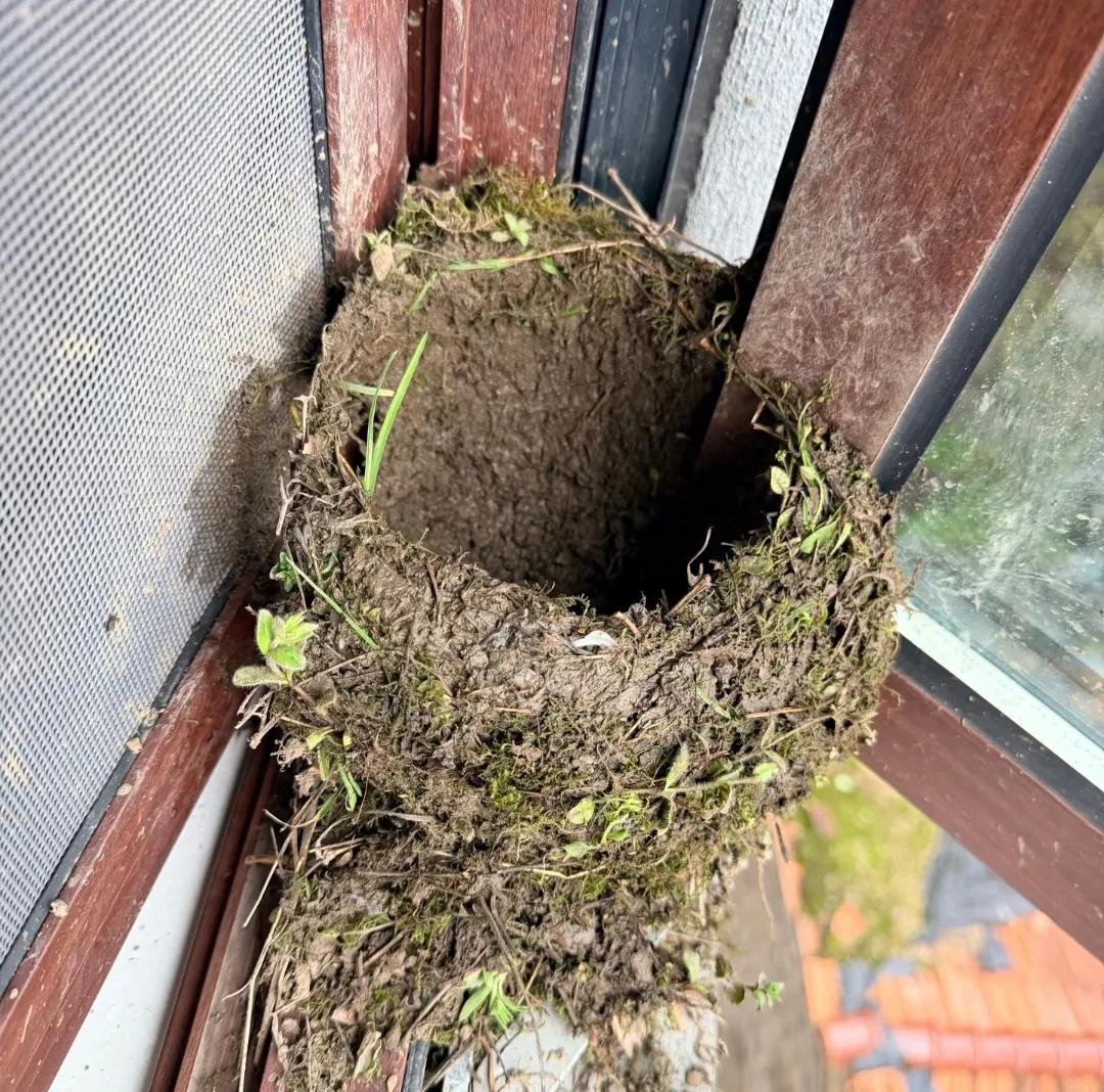 出差几天回到家，小鸟竟然在窗户上筑起了巢，你能认出来这是什么鸟吗？