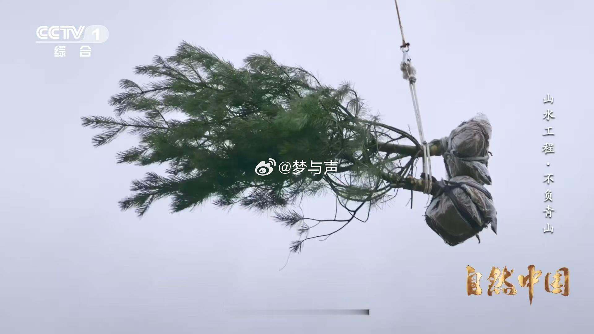 秦岭深处树在天上飞树苗坐无人机空降 林密水急的蓝田洋峪，种树用上黑科技！无人机吊