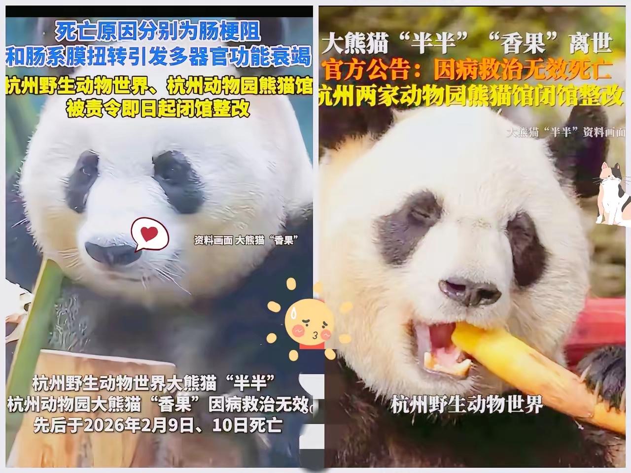 杭州最近火了，把一手好牌打得稀碎！
​原因是接连养死了五只国宝大熊猫，最近去世的