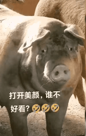 谁开美颜都是很好看的