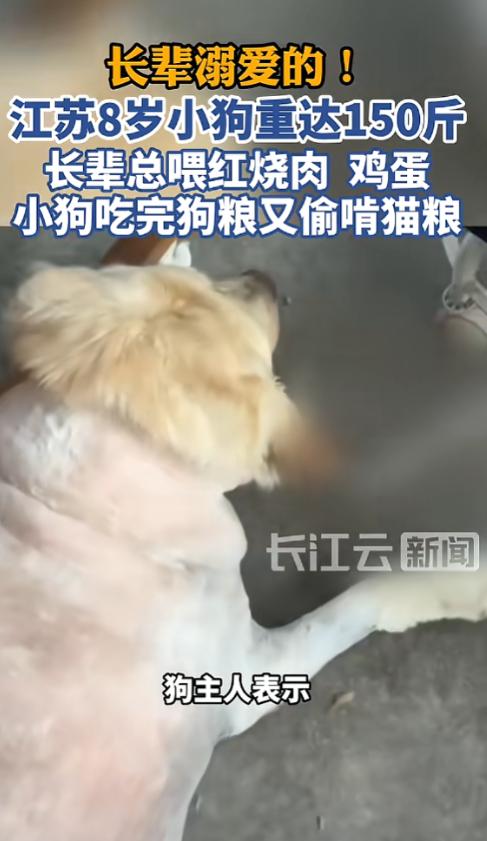 “开眼了！”5月31日报道，江苏，一小狗长期被长辈溺爱，经常吃红烧肉和鸡蛋，吃完