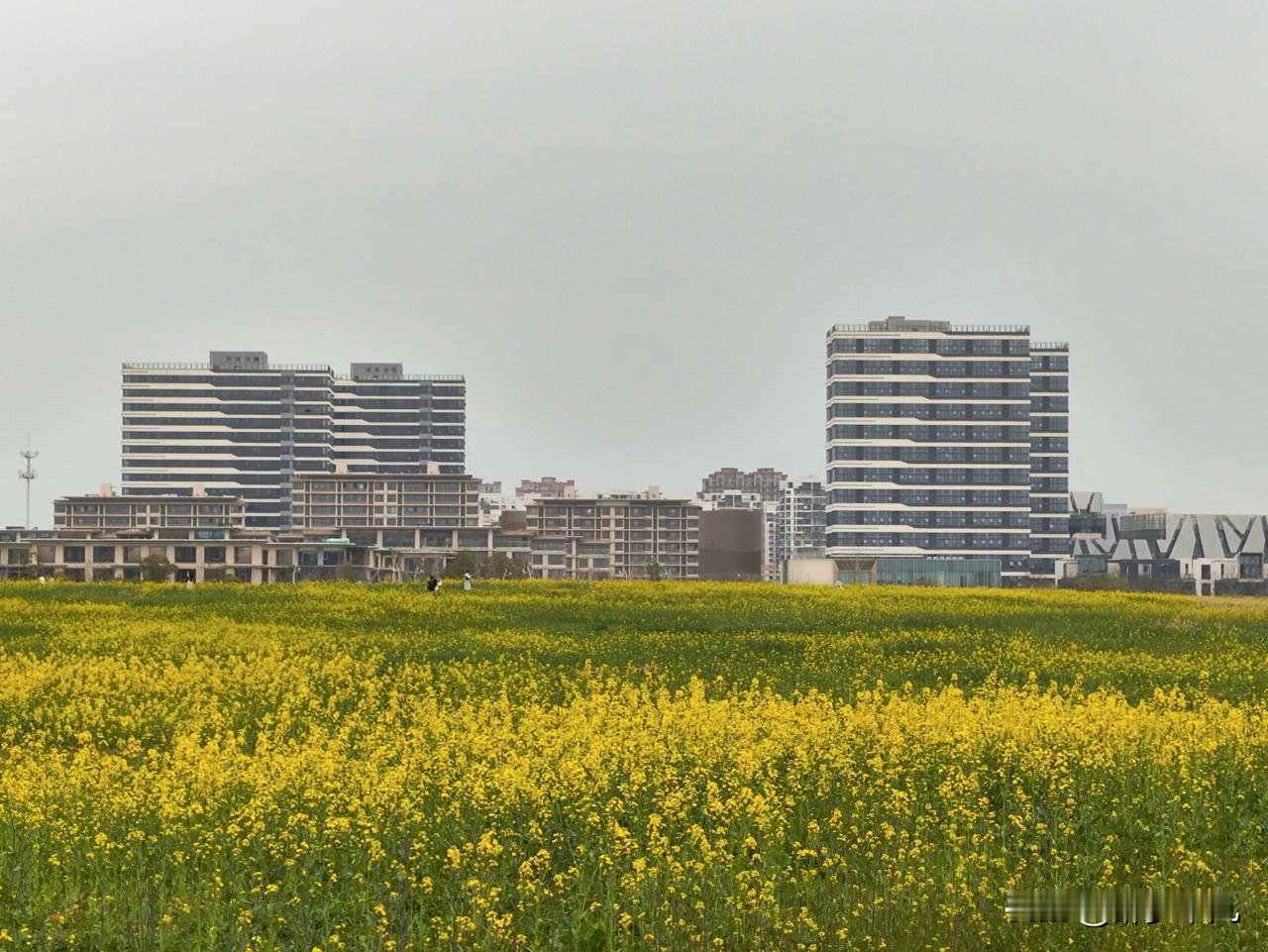 西山漾国家湿地公园
城市休闲度假的好地方
春天来了，油菜花，樱花，桃花，结香，野