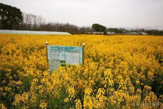 阳春三月，宁波镇海九龙湖镇长石村的油菜花开得正旺。

农户朱晓华今年种了100多