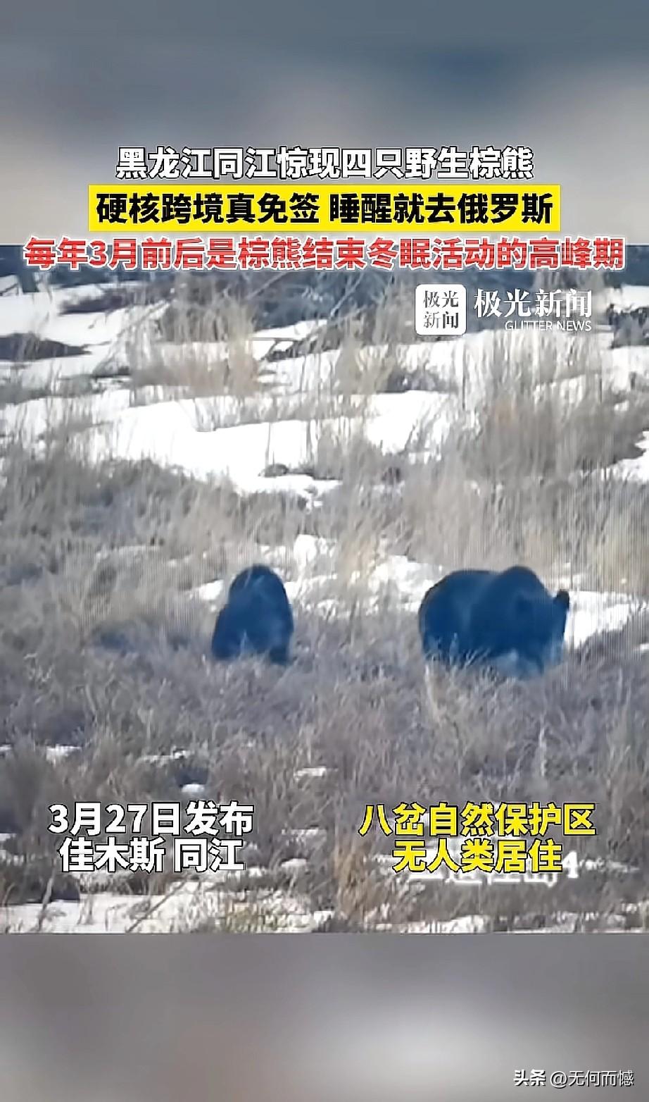 黑龙江同江惊现棕熊，以前真不知道黑龙江还有棕熊，虽然在黑龙江生活了这么多年，但真
