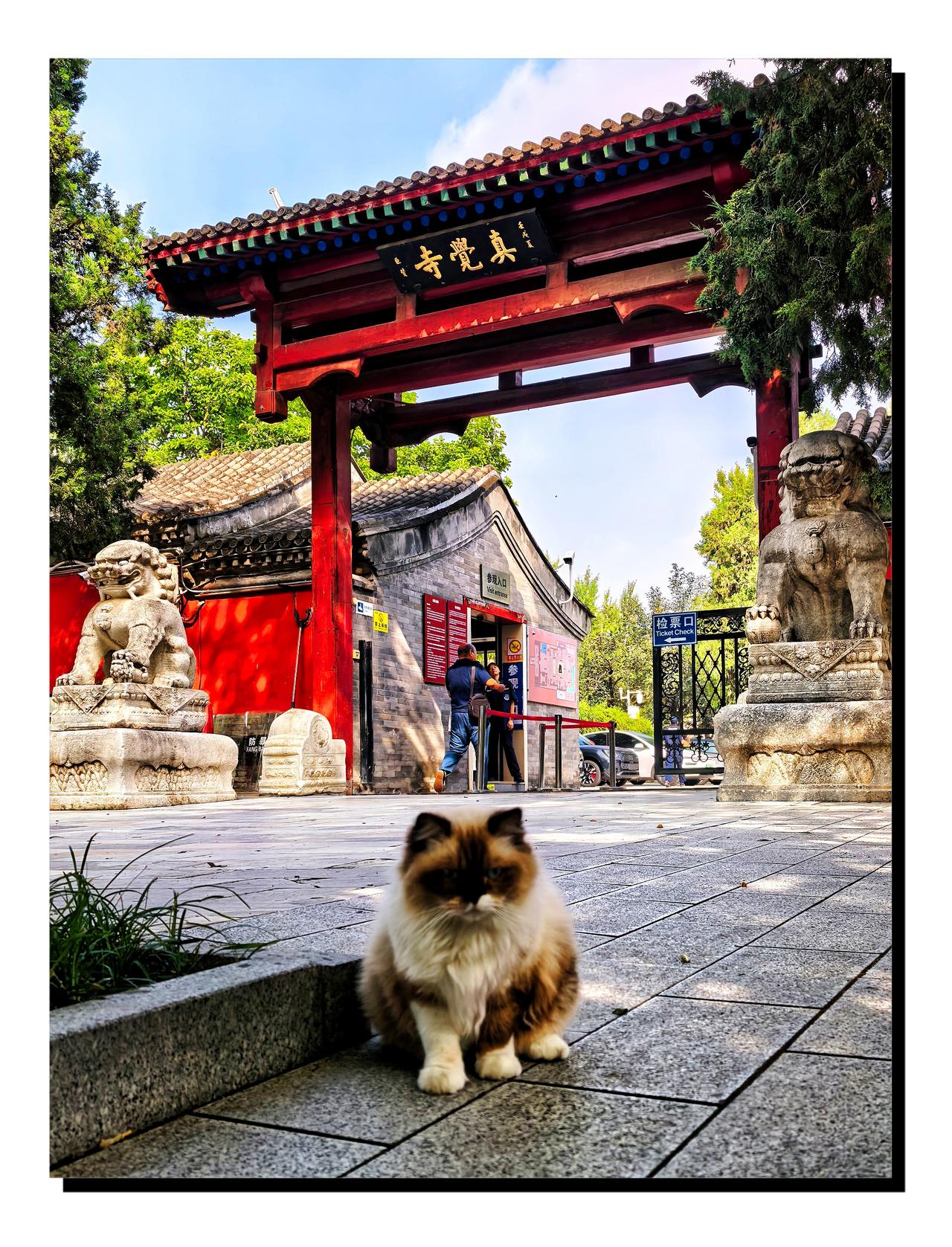 北京五塔寺柿子熟了