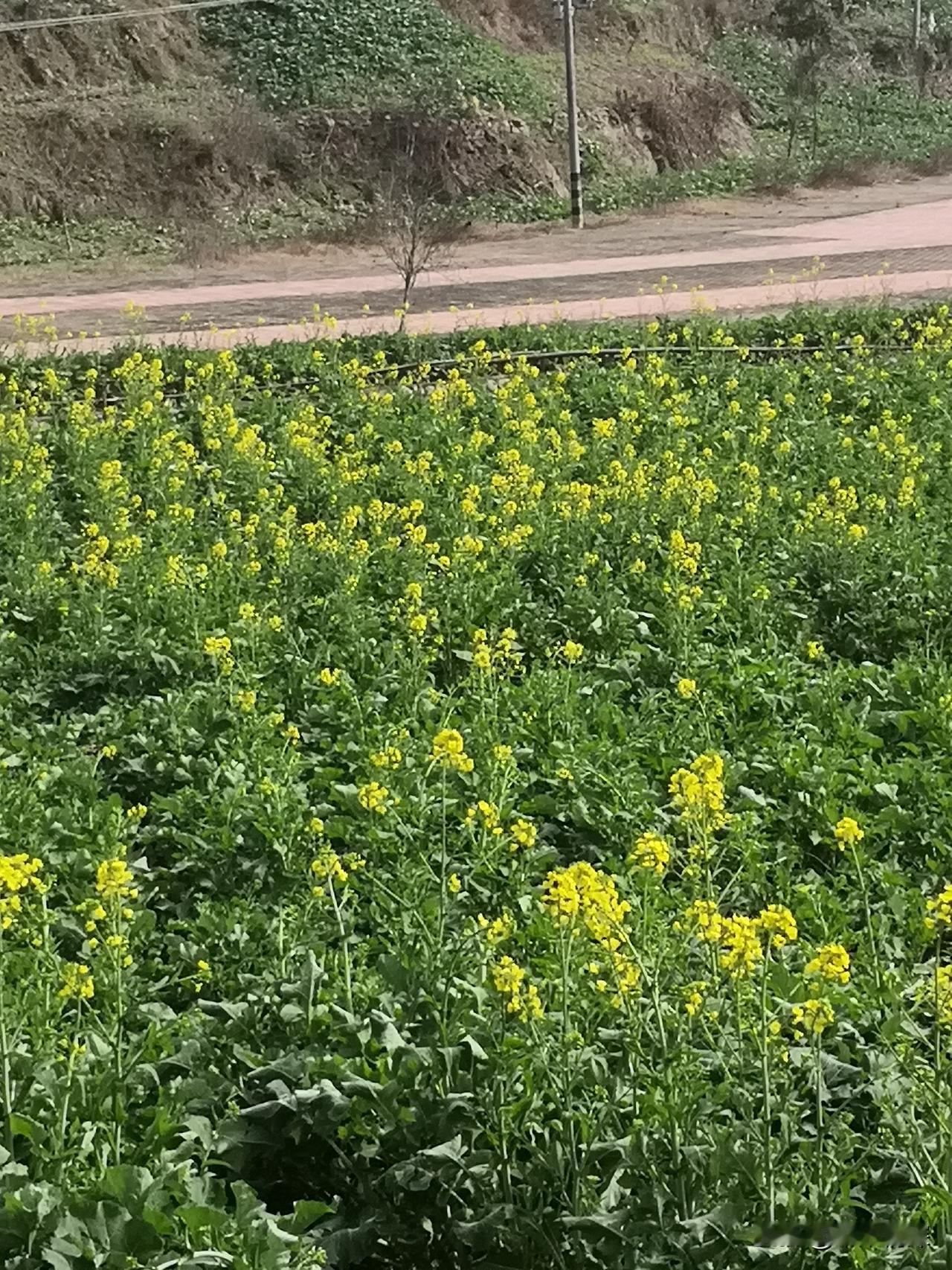 庄稼地里的活你干过吗?冬日的太阳出来的很迟，早晨一般是有露水的，只是在中午到下午
