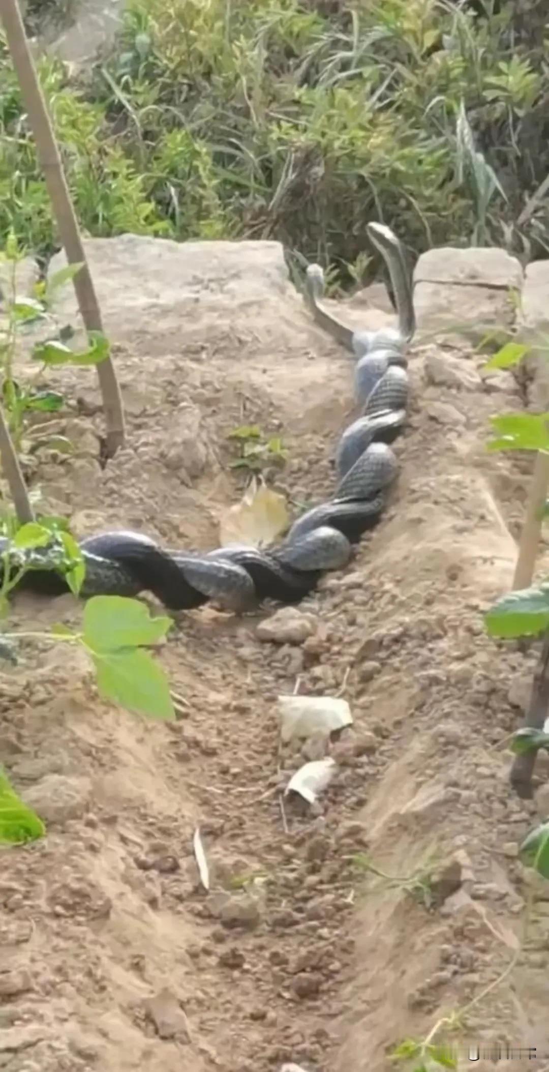 哎呀，吓了我一大跳啊！
去菜地摘菜，突然发现两条蛇扭在一起，好像麻花一样，两个头