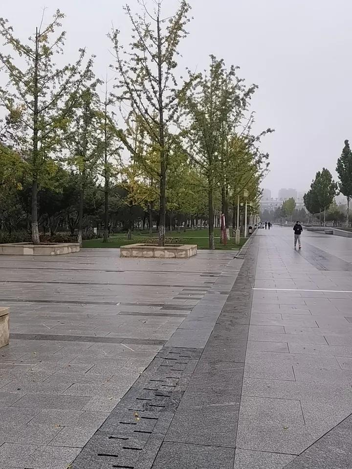 本地公园的绿化植物中有银杏树。
从是否结果来区分，银杏树有公母之分。
上世纪七八