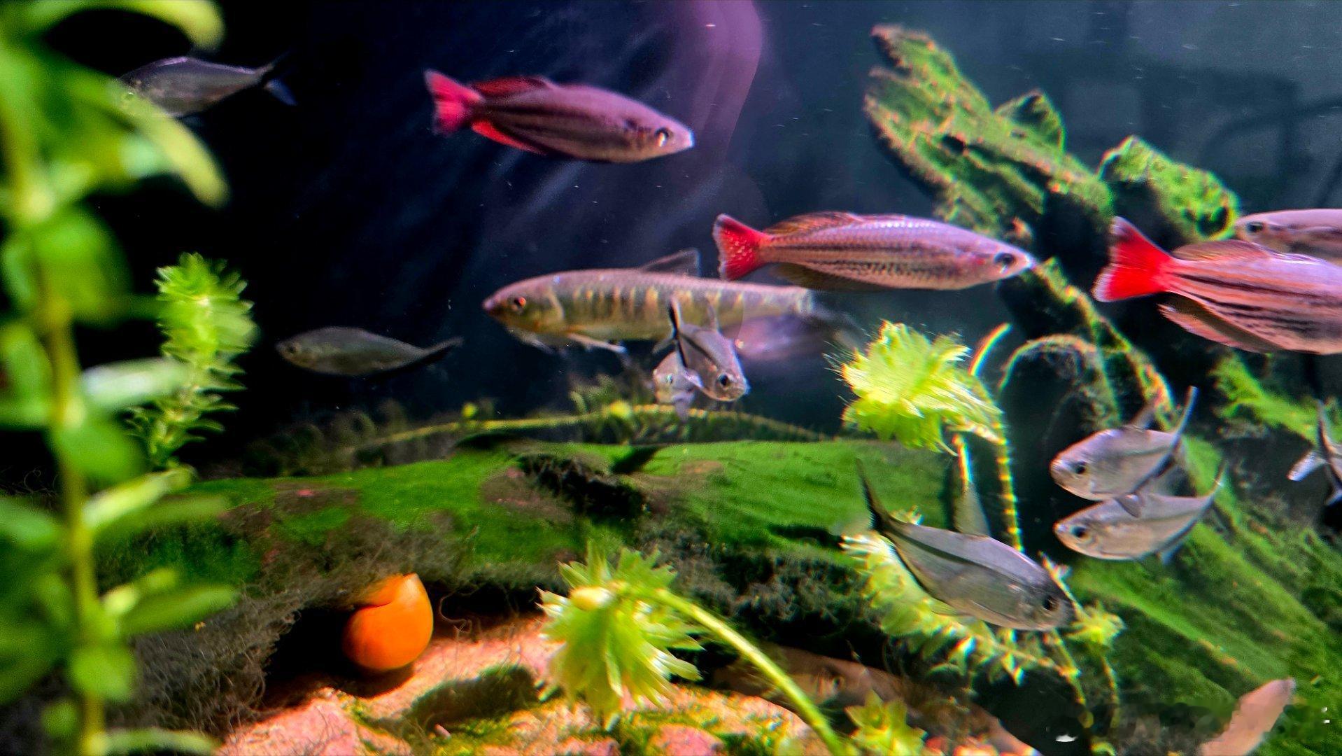 简直太兴奋了，冬天的鱼有点笨，徒手抓了几只原生鱼放鱼缸里，好漂亮～这鱼在你们那边