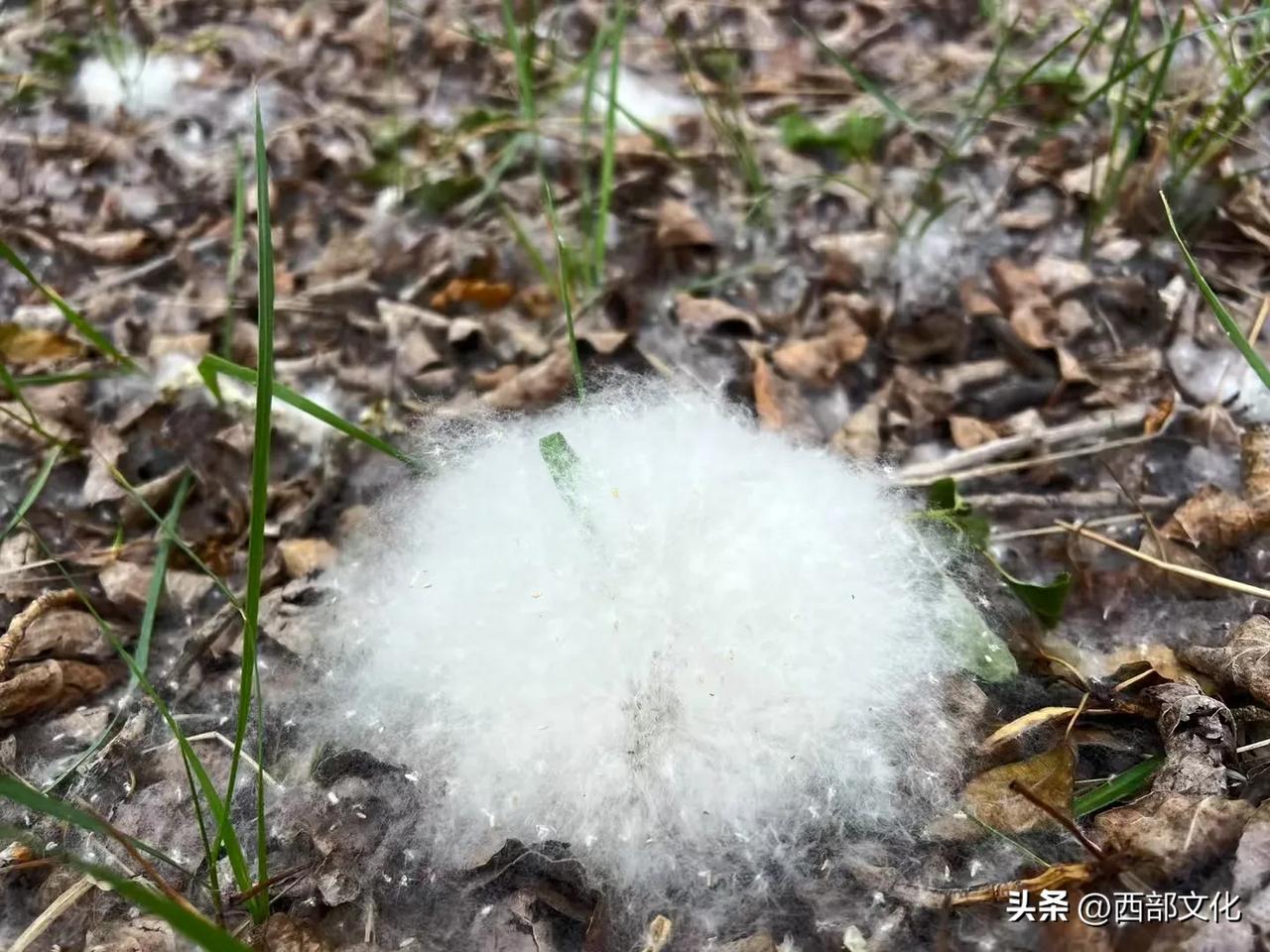 福星长城梁。第一次注意到杨花杨絮。长城烽火台遗址处，有大量秦瓦片。地里头还有很多