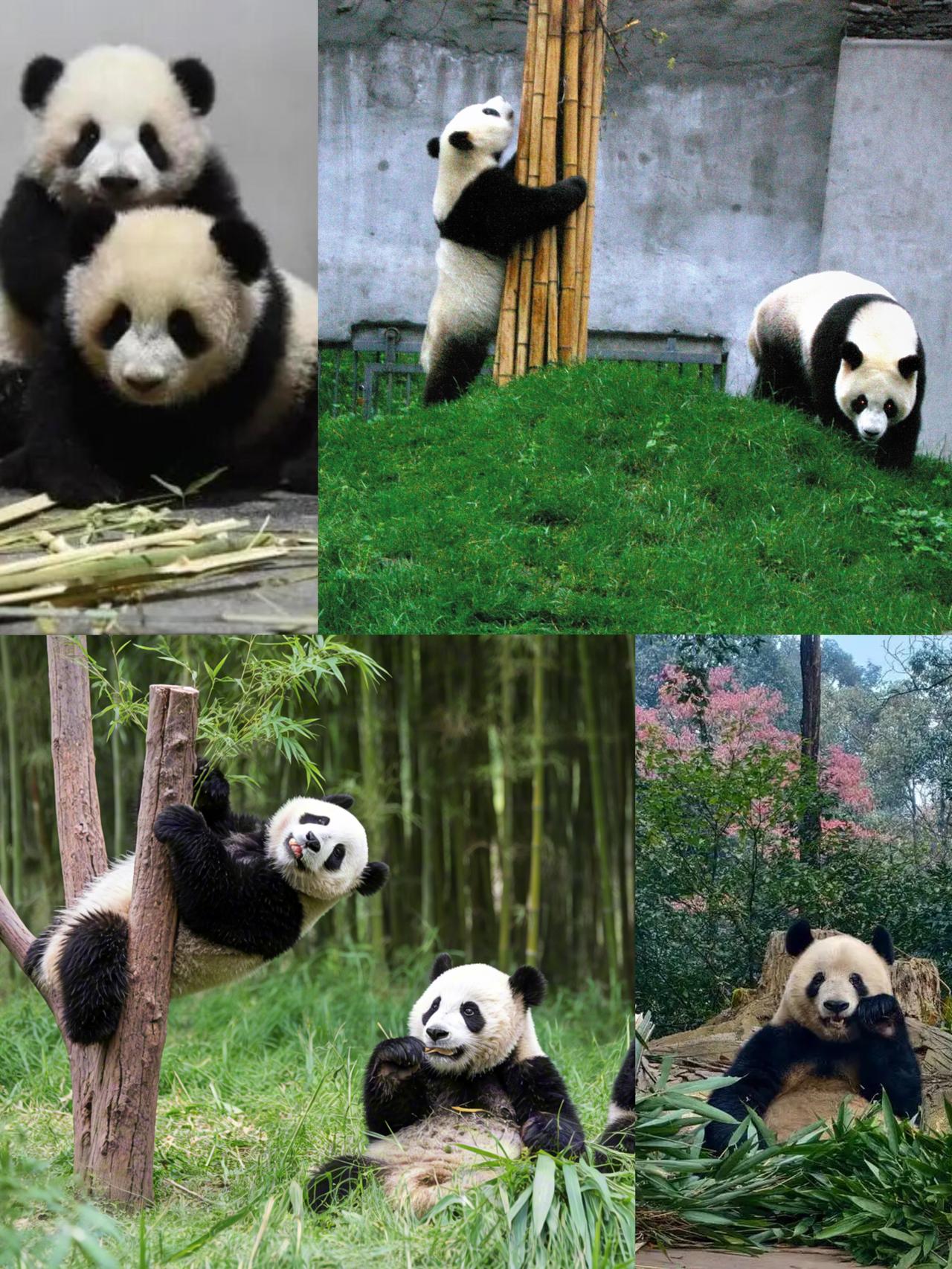 旅日大熊猫“晓晓”“蕾蕾”2026年初归国，日本民众依依惜别
旅日大熊猫“晓晓”