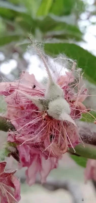桃树花期遇蚜虫
实在令人头疼
春天桃树抽梢开花
蚜虫便开始作乱
它们群集嫩梢
于
