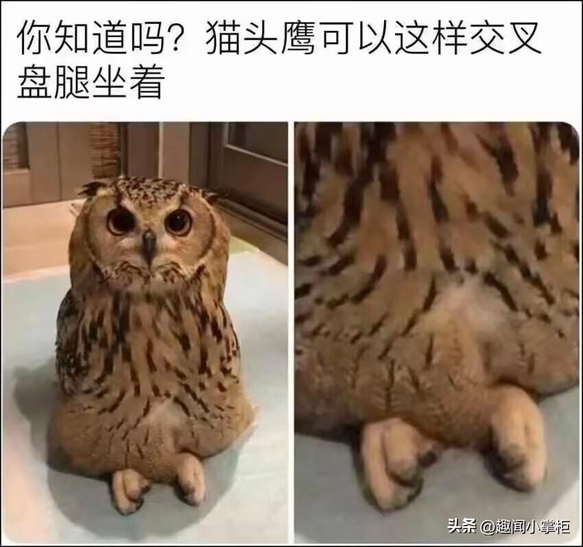 这属于视觉错觉，看起来确实像在盘腿坐着😁
