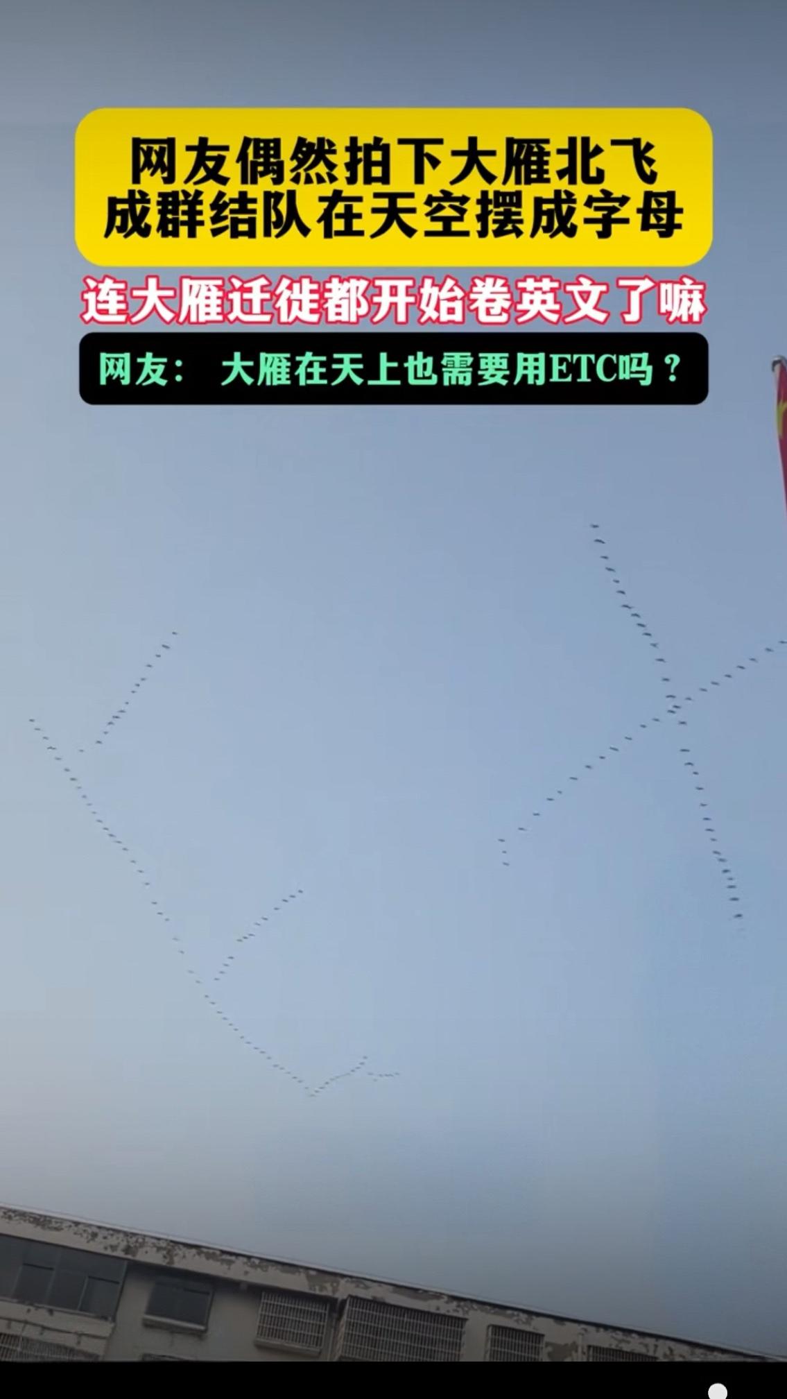 笑疯！大雁北飞竟排成英文队形，连迁徙都开始卷，网友：天上也办ETC了？
 
谁能