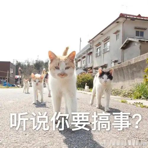 高市早苗内阁集体辞职公洗搞事姐，你不折腾不挨收拾，中国人民着急报仇呢？您继续，我