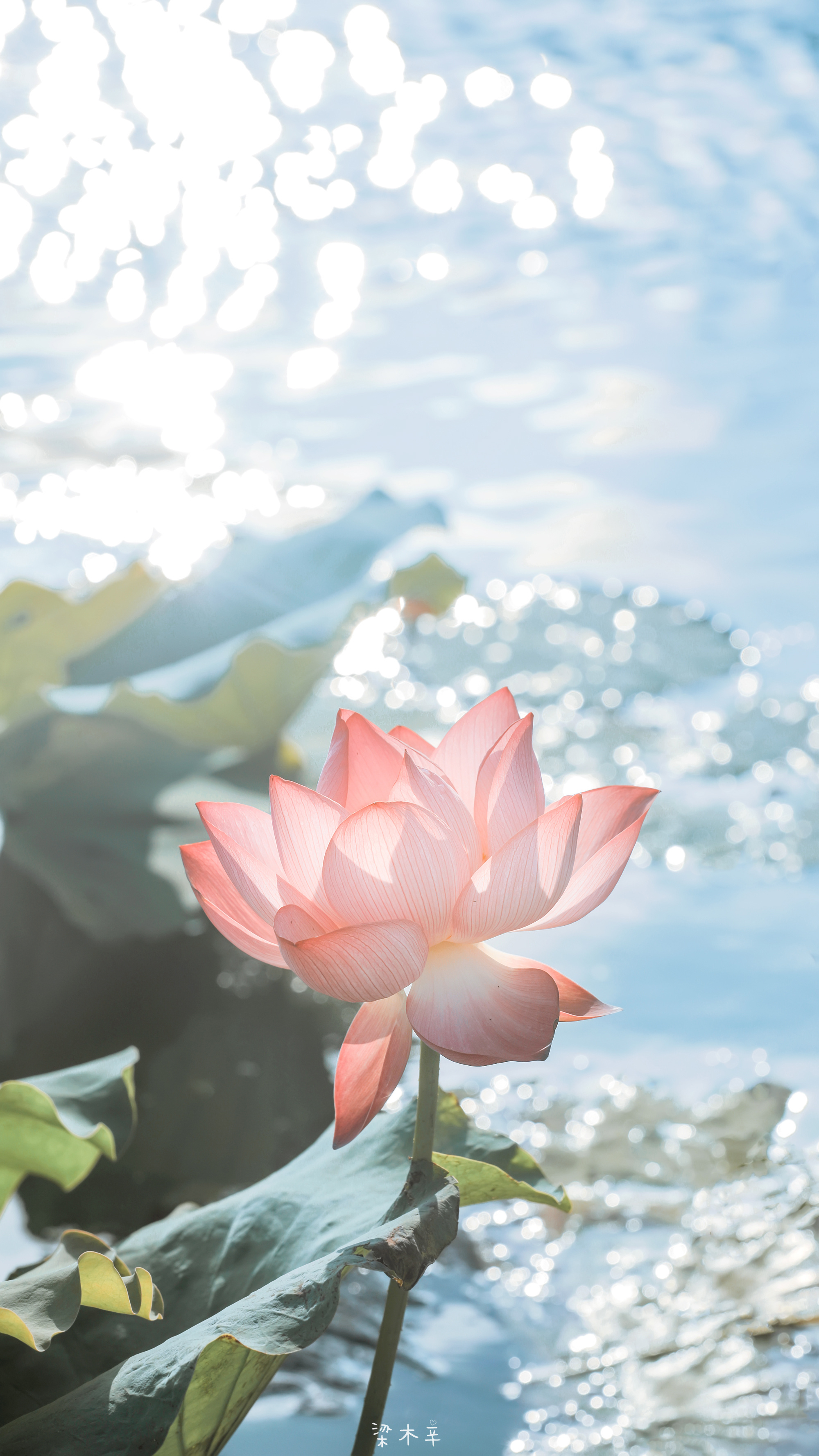 夏日荷花 