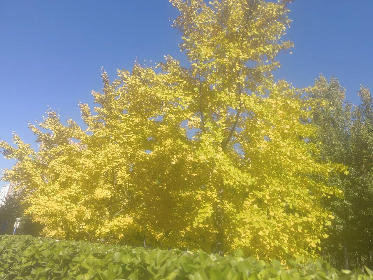 多少天涯未归客，尽借篱落看秋风