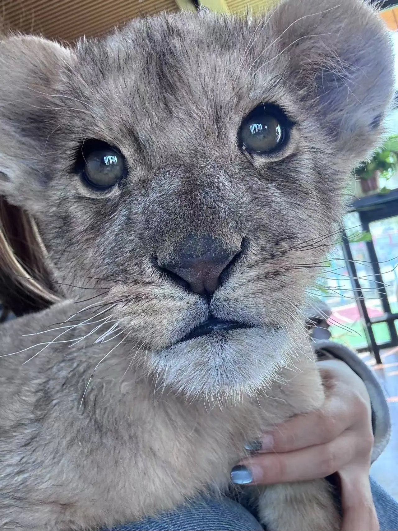 自己跑上来要亲亲的小狮子。