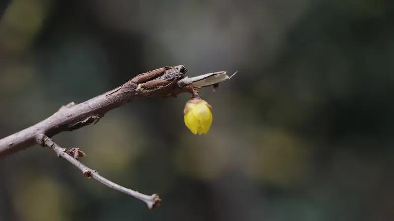 泰山冬意浓 冬天到泰山，那“蜡梅映古刹”的景色绝了。
在泰山南麓的普照寺，红墙灰