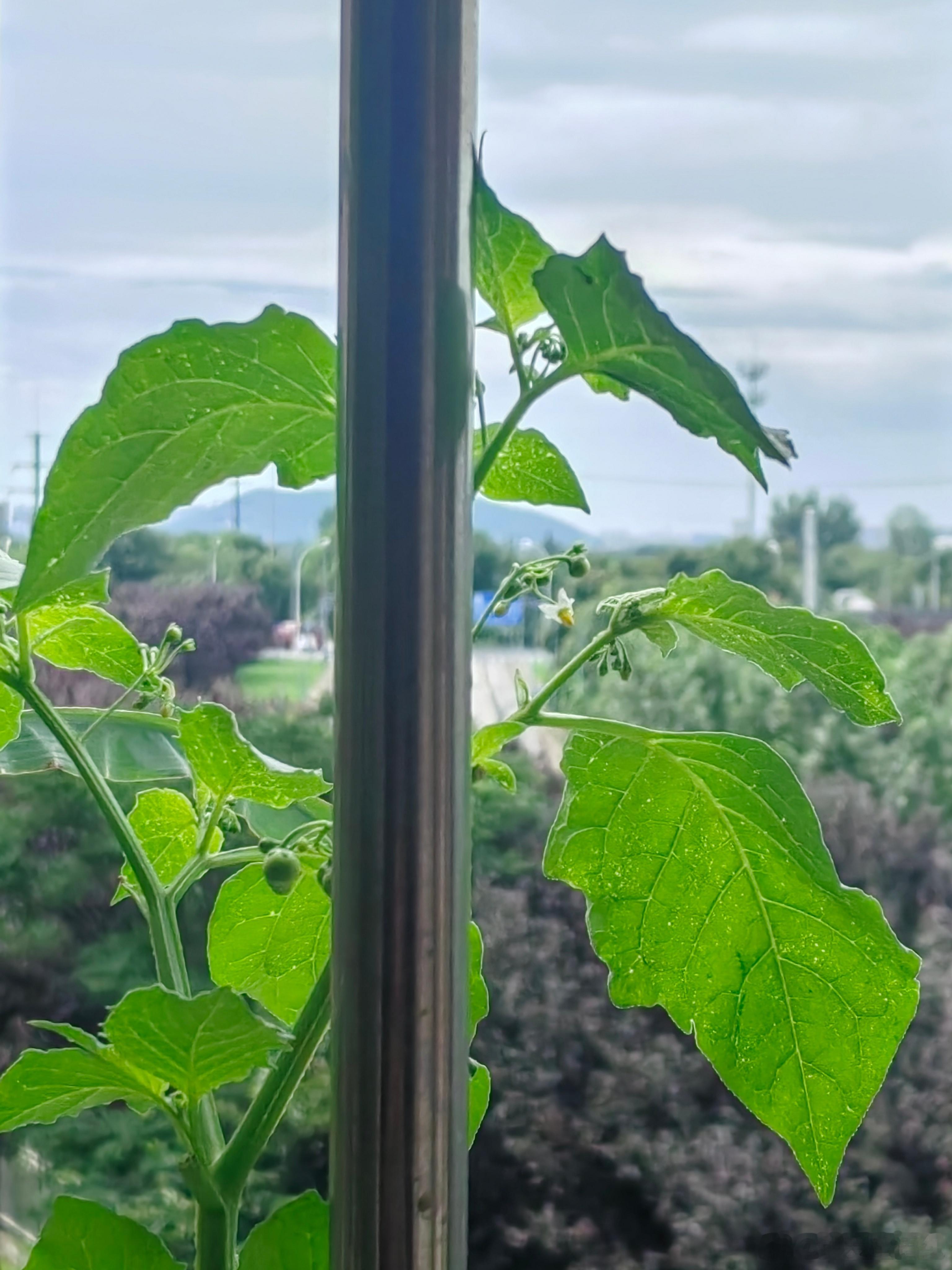 龙葵碱有毒，为了您的安全果实必须深紫色时才能吃。像小番茄，因为它是茄科。一年生草