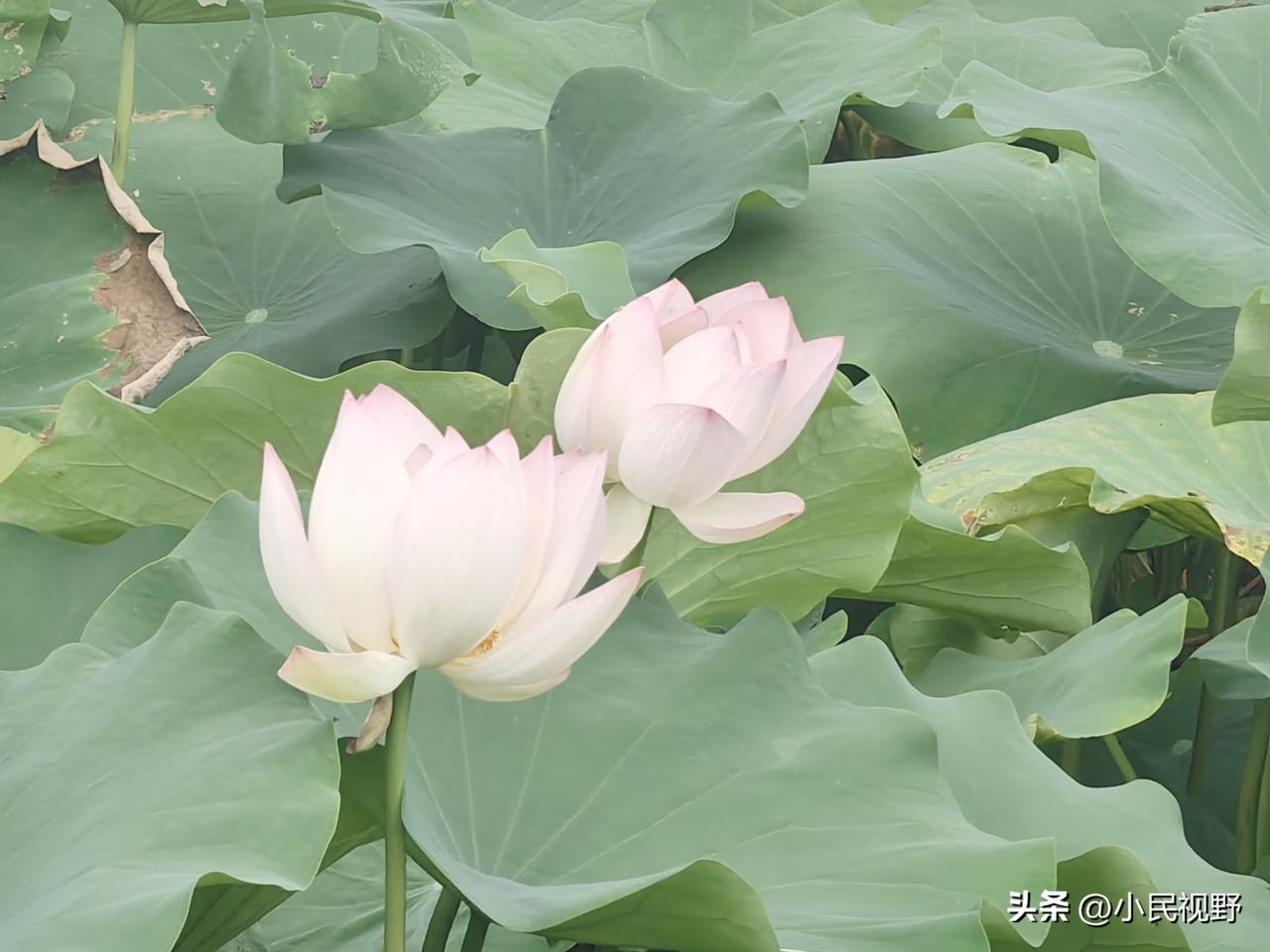很多人说有很多贪官，其实是跟风说法。实际贪官是极少数，占比不高，大多数公职人员就